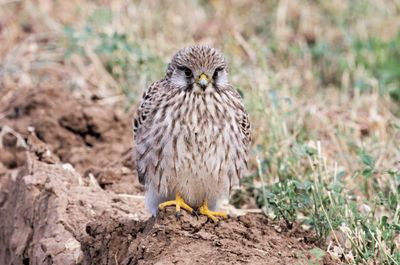 Common Kestrel 2017-2025