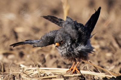 Red footed Falcon (male)
