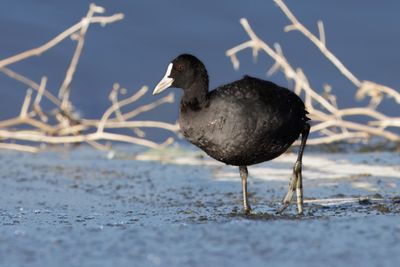 Common Coot