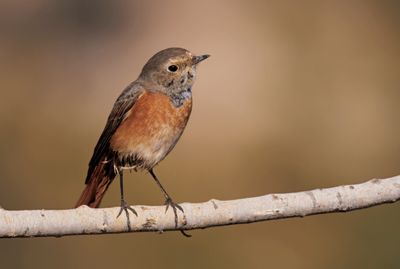 Common Red Start חכלילית עצים