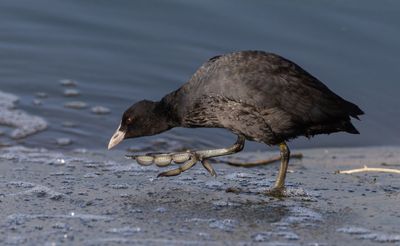Common Coot  אגמיה מצוייה