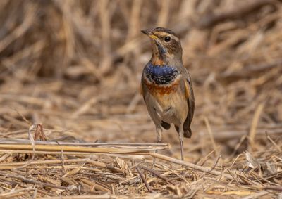  Bluethroat