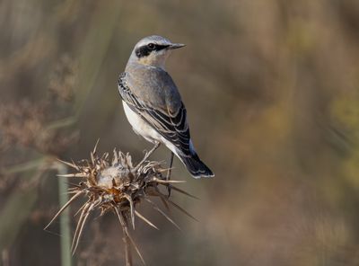   Northern Wheatear   סלעית אירופית