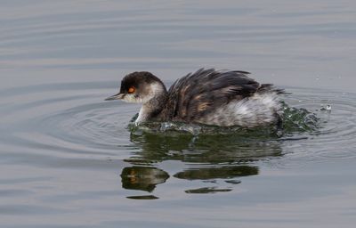 Black-necked Grebe