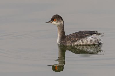  Black-necked Grebe