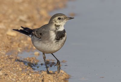 White/Pied Wagtail   נחליאלי לבן