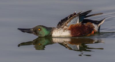 Northern Shoveler    מרית צפונית