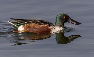 Northern Shoveler    מרית צפונית