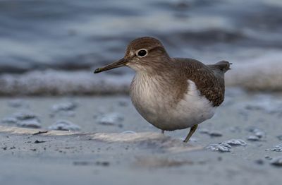 Common Sandpiper