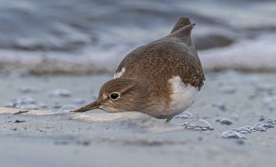 Common Sandpiper ביצנית לבנת בטן