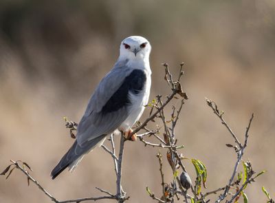 Black-winged kite       דאה שחורת כתף