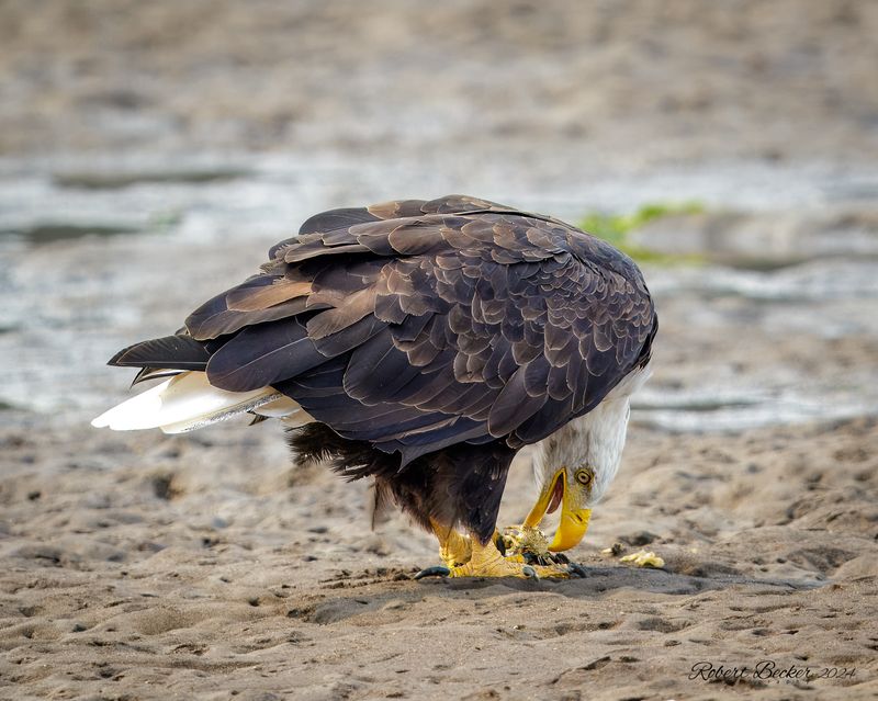 Bald Eagle