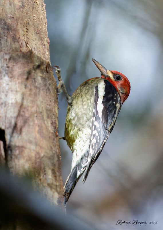 Red Breasted Sap Sucker