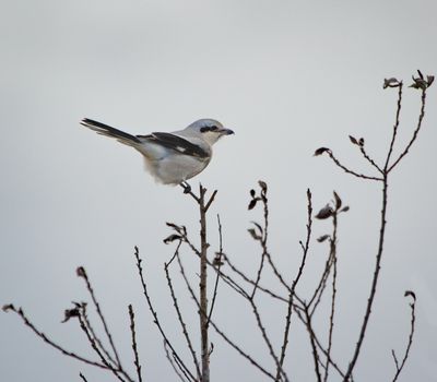 Northern Shrike