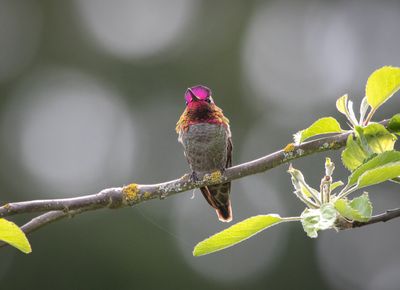 Anna's Hummingbird