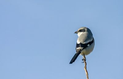 Shrikes