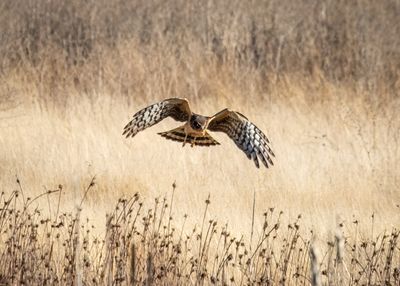 Northern Harrier