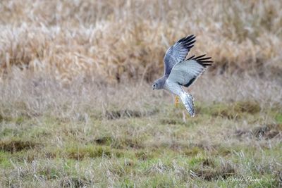 Male Northern Harrier