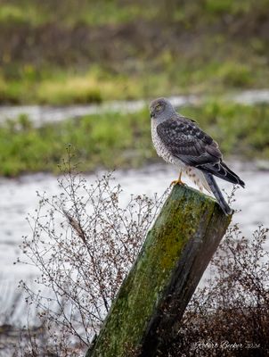 Male Northern Harrier