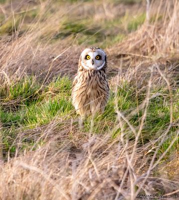 Short Eared Owl