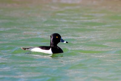 Ring Necked Duck