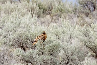 Red Tailed Hawk