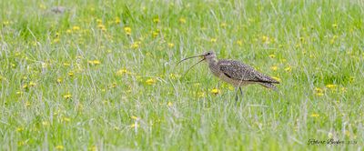 Long Billed Curlew