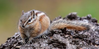 Red Tailed Chipmunk