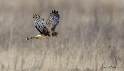 Northern Harrier