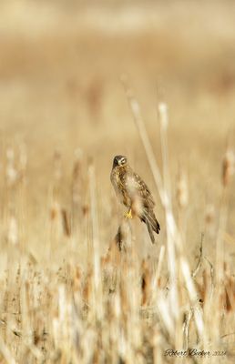 Northern Harrier