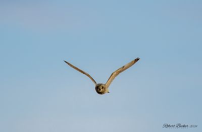 Short Eared Owl