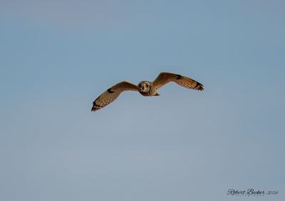 Short Eared Owl