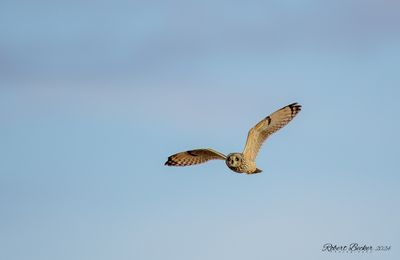 Short Eared Owl