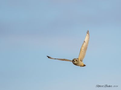 Short Eared Owl