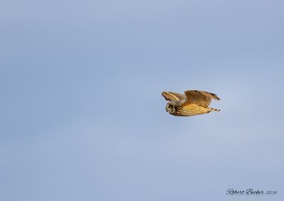 Short Eared Owl