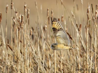 Short Eared Owl