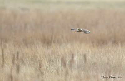 Short Eared Owl