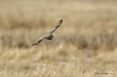 Short Eared Owl