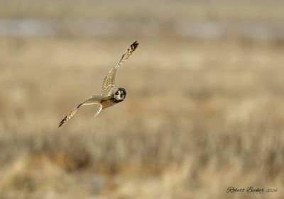 Short Eared Owl