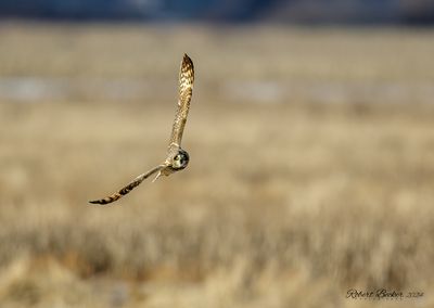 Short Eared Owl