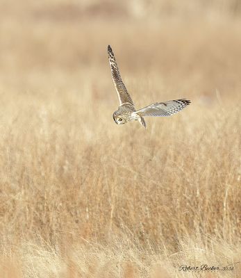 Short Eared Owl