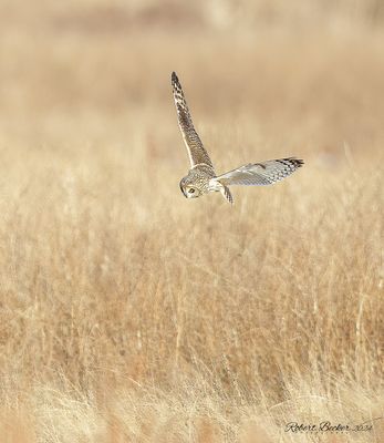 Short Eared Owl