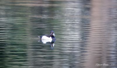 Ring Necked Duck