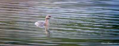 Pied Bill Grebe