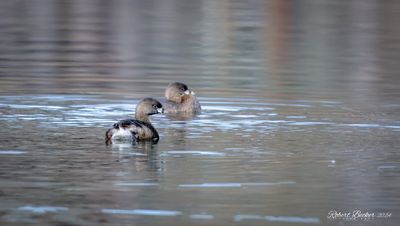 Pied Bill Grebe