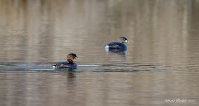 Pied Bill Grebe