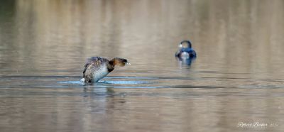 Pied Bill Grebe