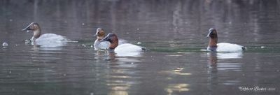 Canvasback Duck Pairs
