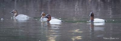 DUCKS, GEESE AND SWANS