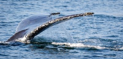 Humpback Whale